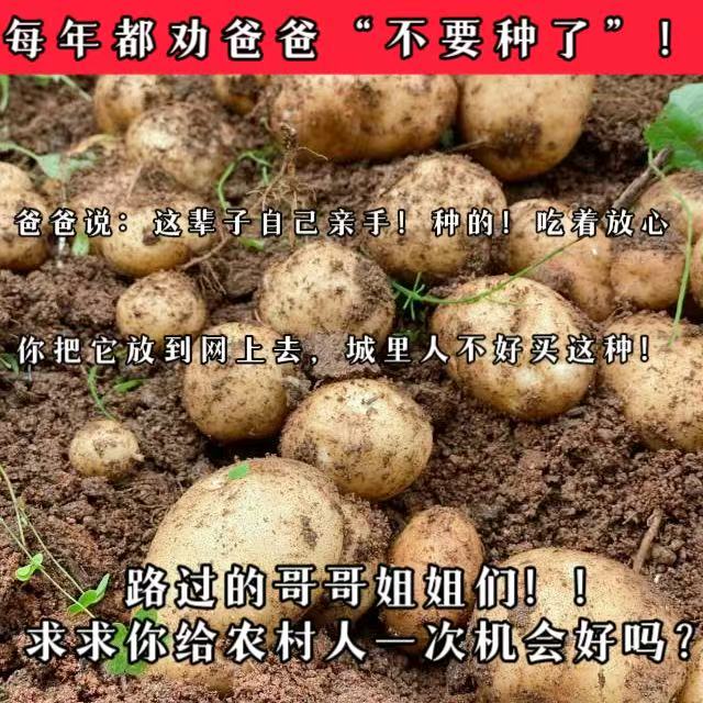 (俺爹种的)黄心土豆新鲜黄皮软糯香甜洋芋马铃薯黄肉土豆老品种