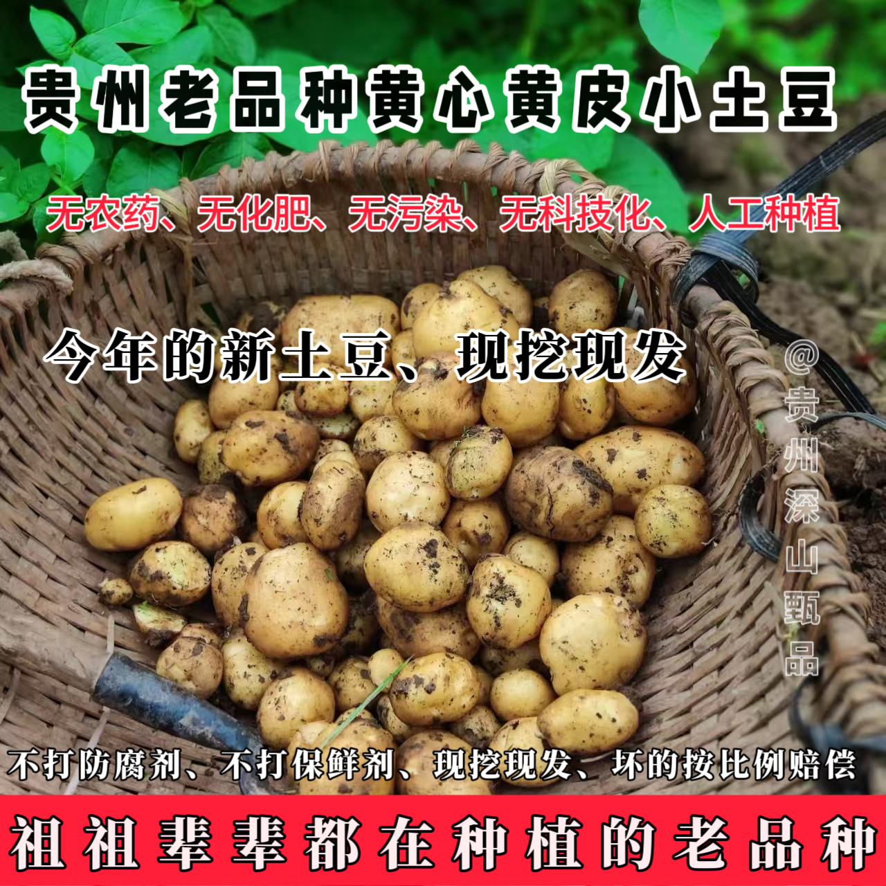 (俺爹娘自己家种的)老品种粉糯沙黄心土豆马铃薯洋芋黄皮贵州高原
