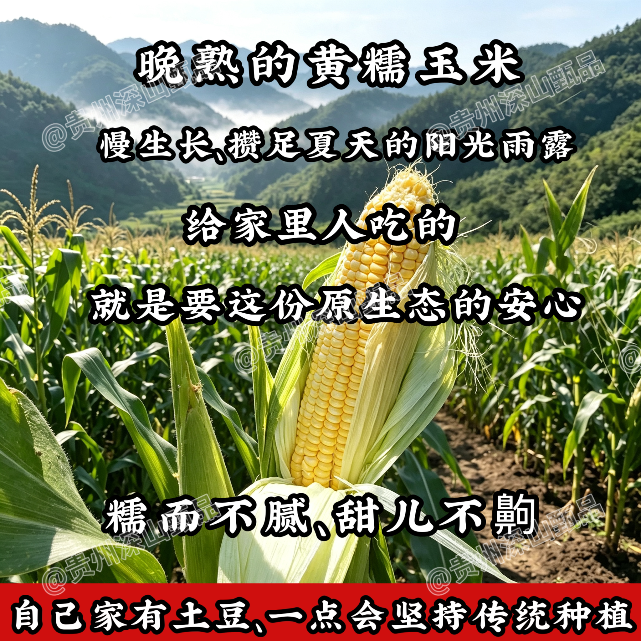 （生产队时期老品种黄糯玉米）贵新鲜玉米