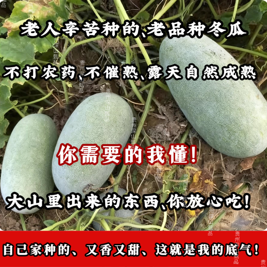 （老人辛苦种植）贵州翠玉袖珍迷你挂霜小冬瓜高山糯面新鲜蔬菜
