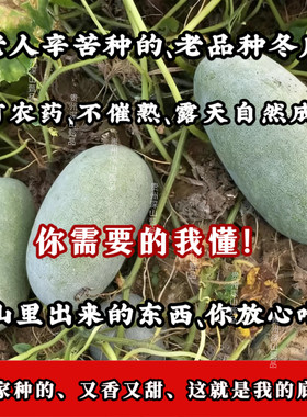 （老人辛苦种植）贵州翠玉袖珍迷你挂霜小冬瓜高山糯面新鲜蔬菜