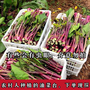 (每天只能发10单、拍完下架)农村人种的老品种红油菜苔现挖现发