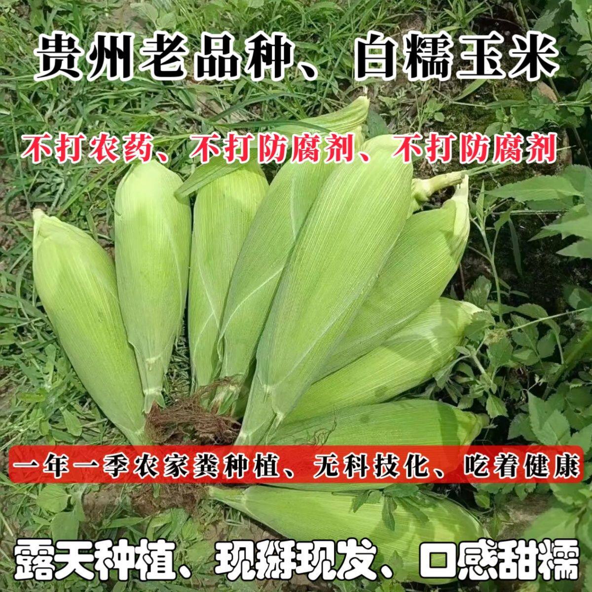 （奶奶坚持种植的老品种白玉米）新鲜玉米