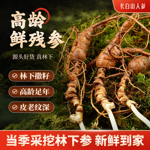 30年野山参长白山人参