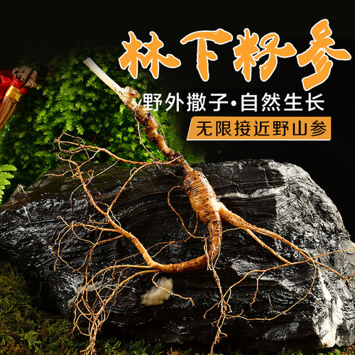 直播链接林下籽新鲜带土野山参