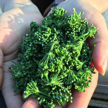 人参花茶长白山非野山参花蕾正品15年山参花250g罐装大花蕾泡茶水