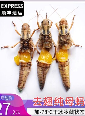新鲜蚂蚱去翅纯母蝗虫带满籽东亚飞蝗活体冷冻蚱蜢昆虫母蚂蚱500g
