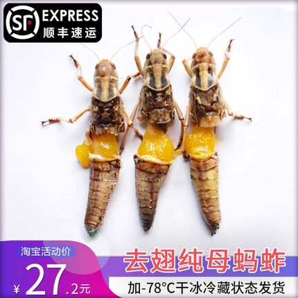 新鲜蚂蚱去翅纯母蝗虫带满籽东亚飞蝗活体冷冻蚱蜢昆虫母蚂蚱500g