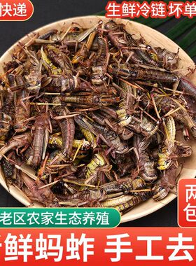 蚂蚱新鲜活体冰鲜蝗虫昆虫美食