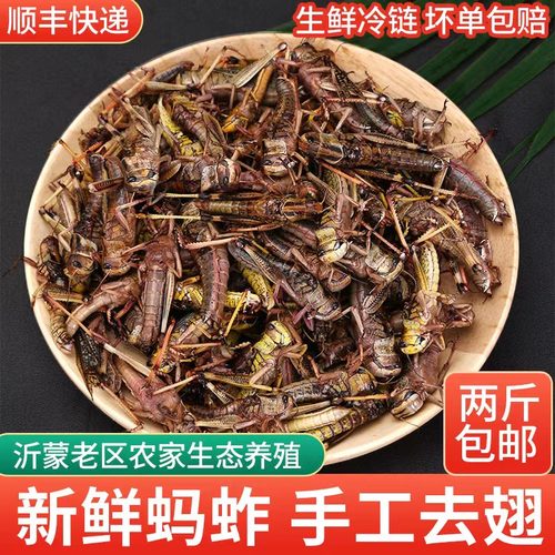蚂蚱新鲜活体冰鲜蝗虫昆虫美食
