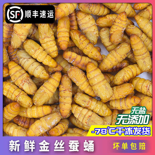 新鲜金丝蚕蛹 桑蚕蛹 黄金蚕蛹子山东农家鲜活冷冻小蚕蛹满三包邮