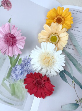 进口日本大地农园非洲菊永生花太阳花DIY花材黄色粉色白色03170