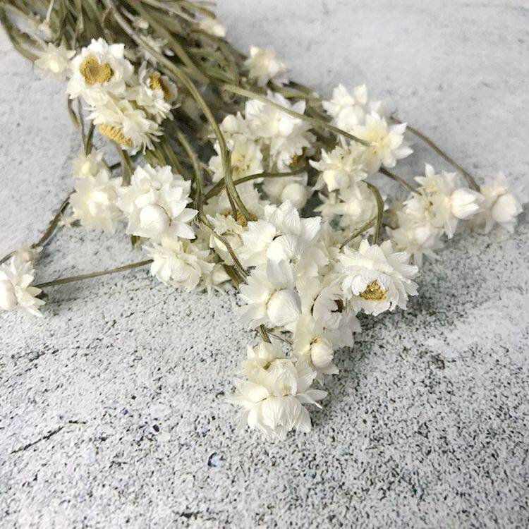 永生花小雏菊diy材料配花干花白色小花花朵清新文艺