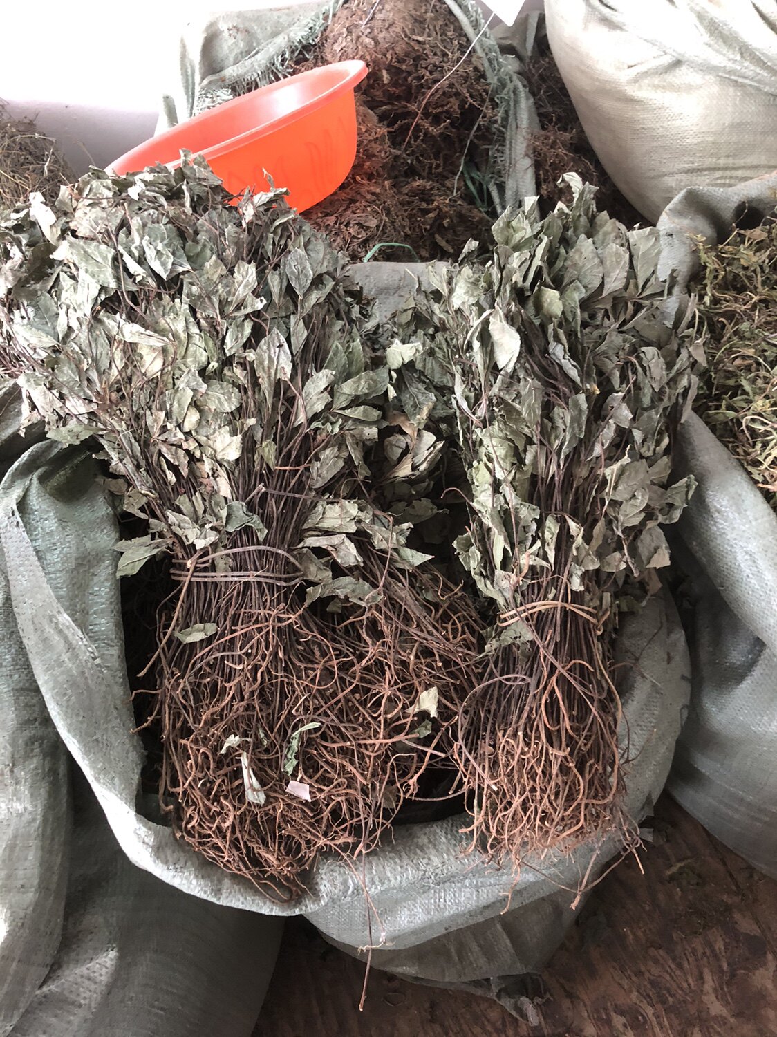 不出林中药材矮地茶叶底珠 叶下红干品紫金牛500g平地木