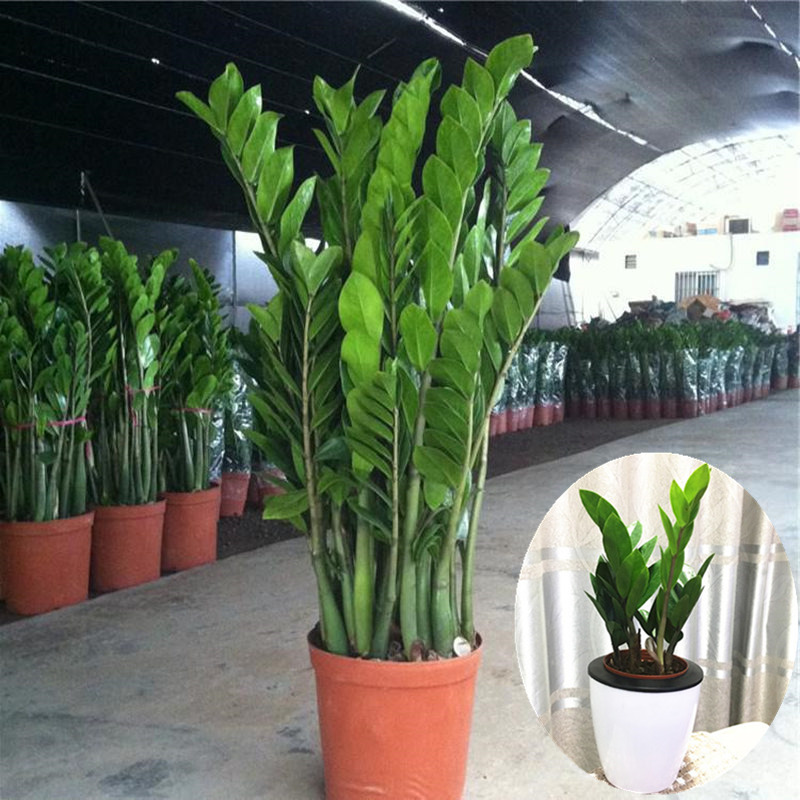 金钱树摇钱树室内客厅大绿植盆栽盆景花卉吸甲醛观叶招财植物包邮