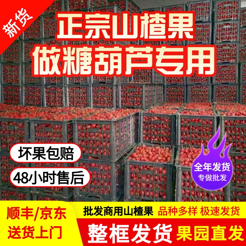 新鲜山楂果现摘山楂整框30斤山里红果冰糖葫芦金星五棱批发包邮