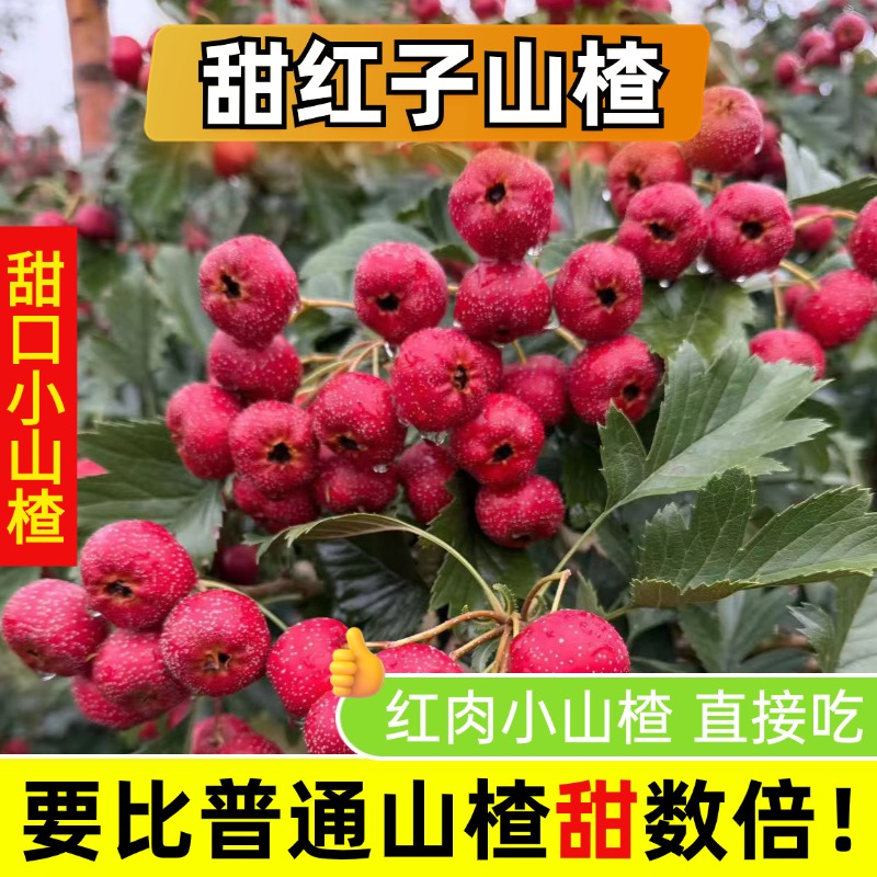 新鲜山楂果甜红子山里红现摘5斤