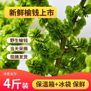 当季 新货 包邮 2026现摘新鲜榆钱儿榆钱子野菜窝窝头蒸菜3斤29.6元