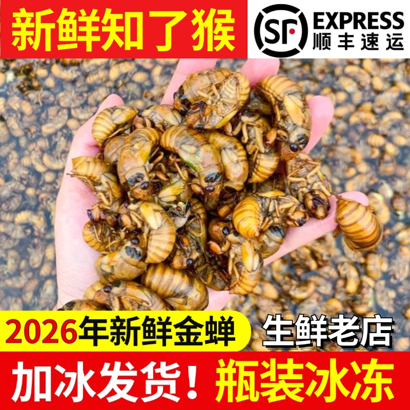 2026新鲜金蝉知了猴爬叉大个头金蝉100只132.6元顺丰快递包邮