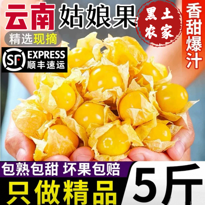 【现货～顺丰】姑娘果新鲜黄菇娘果现摘灯笼果薄皮脆甜水果