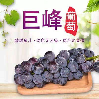 东北巨峰葡萄新鲜采摘整箱3-5斤产地直发辽峰葡萄大粒非夏黑葡萄