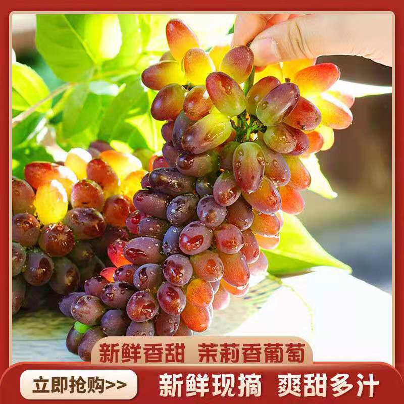 茉莉香葡萄新鲜时令水果玫瑰百果香提子郁金香夏音无籽现摘2斤3斤