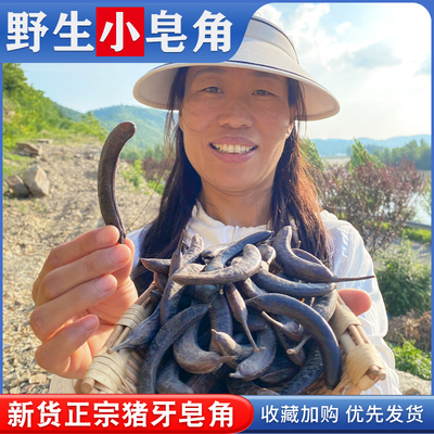 猪牙皂角500g小皂角 野生沂蒙山中药材皂荚 挑选饱满新鲜干货