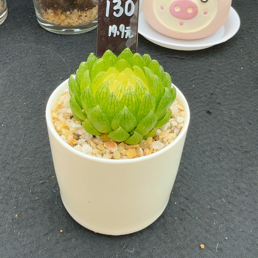 130号,鲜花速递/花卉仿真/绿植园艺,多肉植物,淘宝优惠券,粉丝福利购,淘宝优惠卷