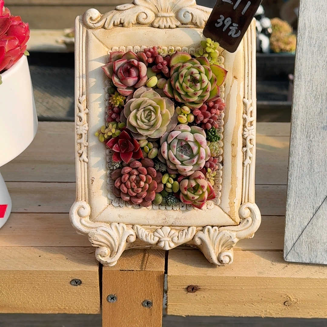 211号,鲜花速递/花卉仿真/绿植园艺,多肉植物,淘宝优惠券,粉丝福利购,淘宝优惠卷