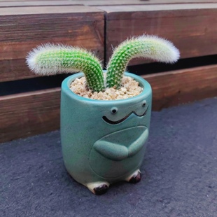 可爱卡通仙人掌多肉盆栽带盆栽好耐阴好养小金虎玉露 万重山粉猪