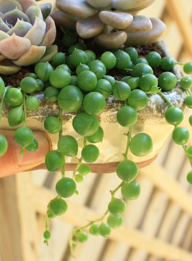 植悦园艺佛珠吊兰盆栽情人泪绿植