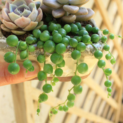 植悦园艺佛珠吊兰盆栽情人泪绿植