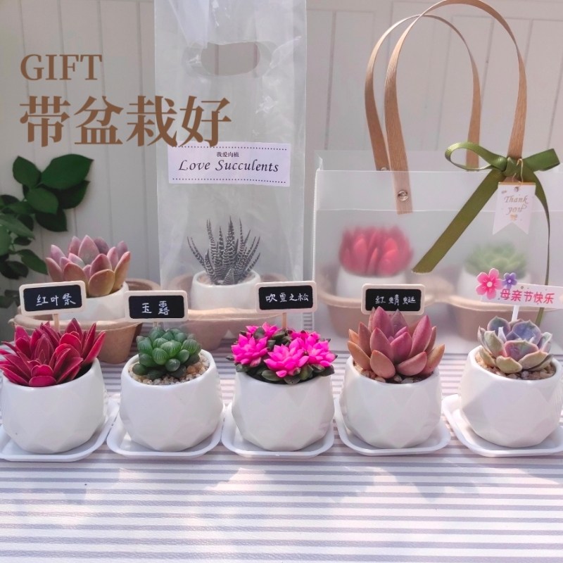 多肉组合套餐植物小盆栽带盆栽好钻石面白色小瓷盆栽种好活动礼品