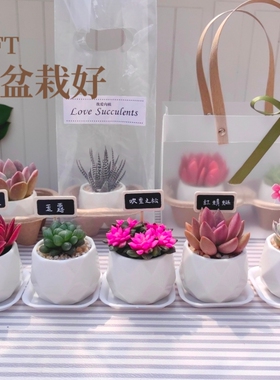 多肉组合套餐植物小盆栽带盆栽好钻石面白色小瓷盆栽种好活动礼品
