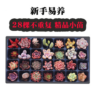 28棵新款 吸甲醛办公桌裸根不带土非常好活多肉精品小苗成盘发货