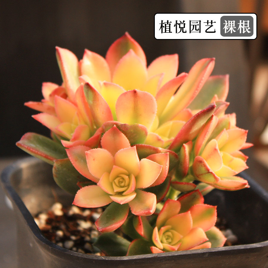 多肉植物艳日辉群生老桩多头景天科阳台绿植盆栽花卉新手好养冲钻