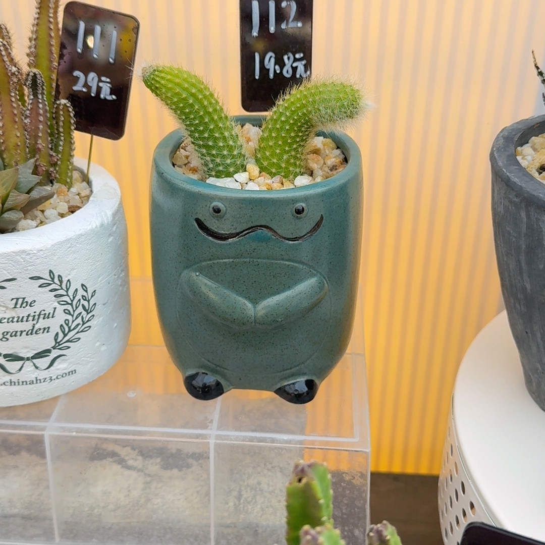 112号,鲜花速递/花卉仿真/绿植园艺,多肉植物,淘宝优惠券,粉丝福利购,淘宝优惠卷