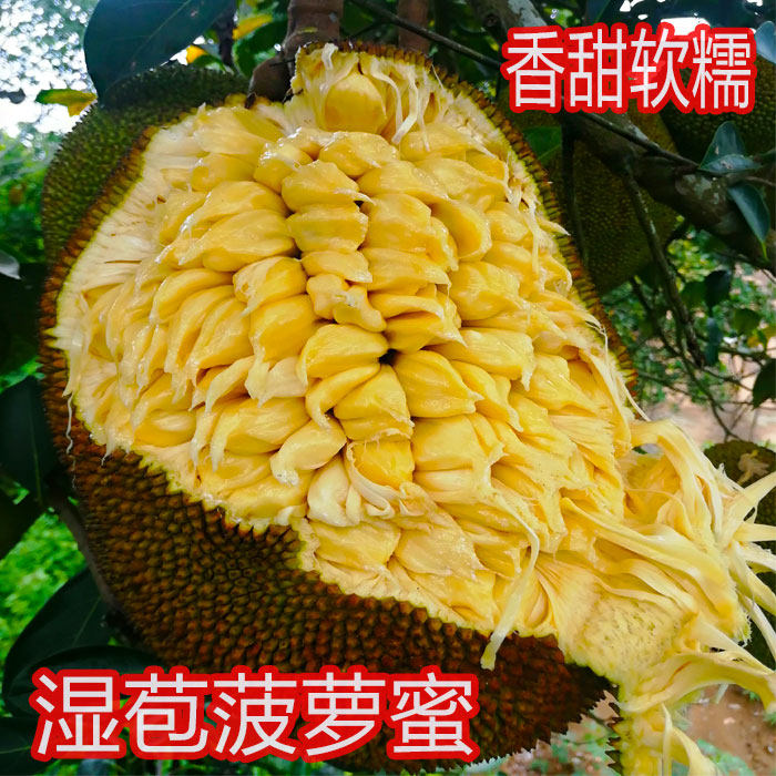 湿苞菠萝蜜整个木菠萝榴莲蜜孕妇当季新鲜热带应季水果非海南干苞