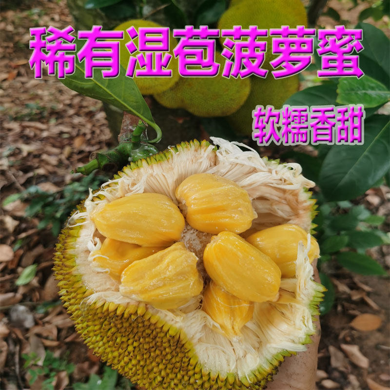 湿包菠萝蜜一整个榴莲蜜软糯树木菠萝新鲜热带应季水果非海南干苞