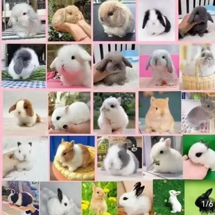 批发小兔子活物不咬人小型侏儒迷你茶杯兔儿童家养宠物垂耳兔活体