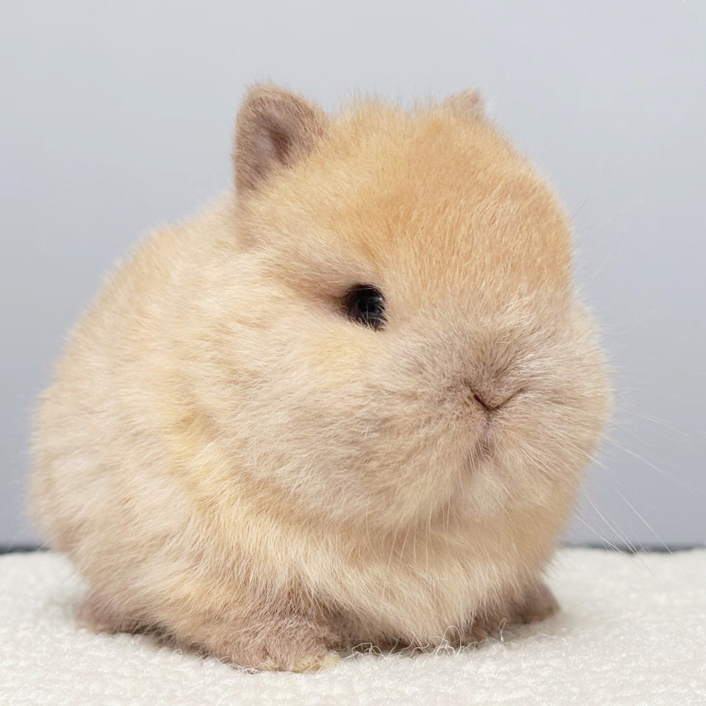 进口双血统侏儒兔子活物儿童家养小型宿舍宠物纯种血统垂耳兔活体