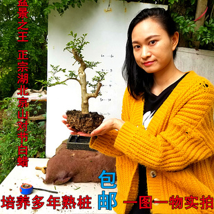 小叶盆景素材湖北京山原产地销售观叶阳台盆栽 对节白蜡小树桩