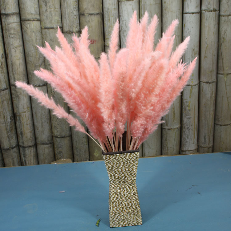 ins超火浦苇粉色芦苇 花干花 咖啡店摆放 客厅装饰 拍摄道具