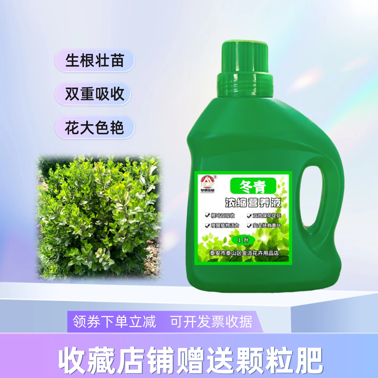 冬青树苗盆栽浓缩营养液