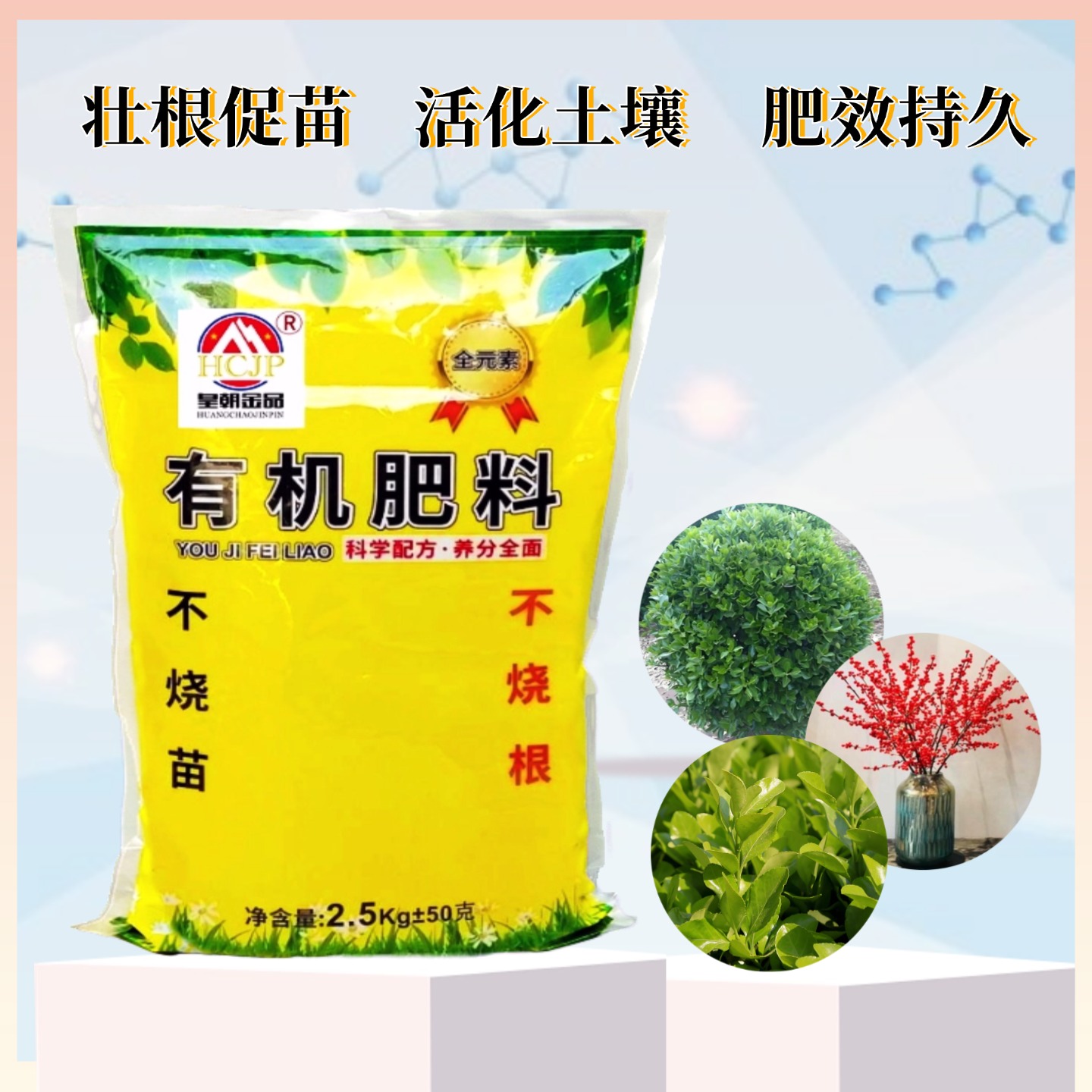 冬青树苗盆栽有机肥家用庭院地栽