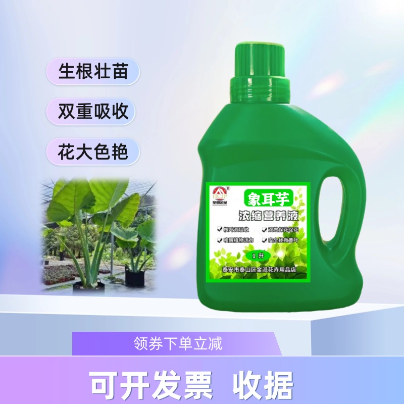 象耳芋霸王芋盆栽营养液家用室内庭院地栽大叶巨型老桩专用水溶肥