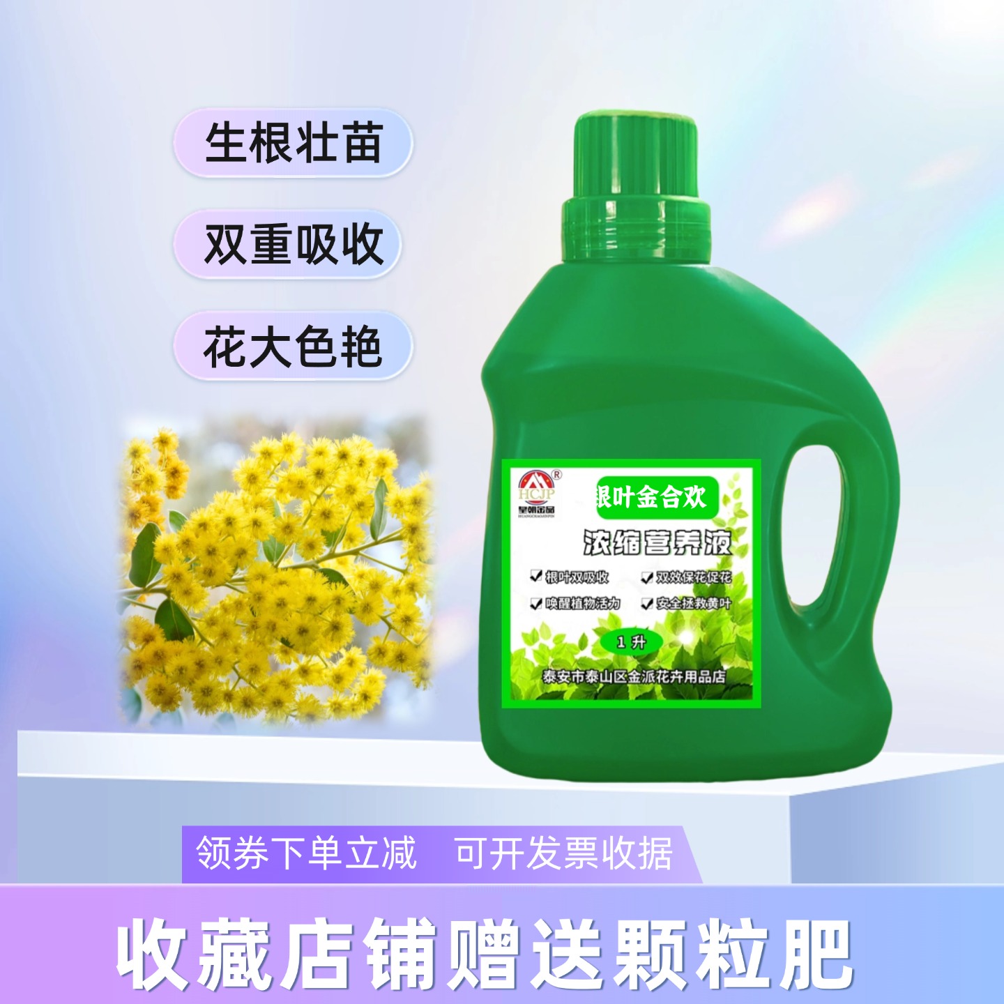 银叶金合欢树苗浓缩营养液