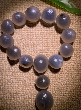 天然黑糖心对孔尺寸1.8，皮心分明