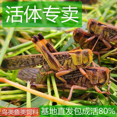 活体蚂蚱活虫蝗虫蚱蜢画眉鸟爬虫宠物蜂饲料鸟活食新鲜食物飞蝗