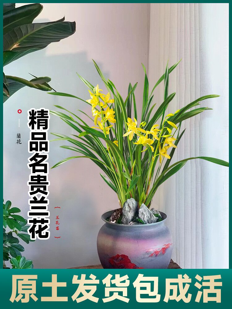香兰室内浓香草墨兰花卉兰花苗盆栽直销带花苞绿植物建兰四季开花